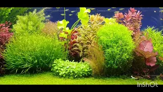 Tropica Soil Tag 92#aquasoil #aquascape #amazing #aquarium #holland #dutchstyle #substrate #wachstum