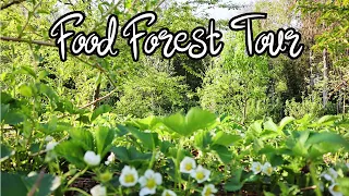 Food Forest Tour UK - Year 4 - Zone 9A - Late Spring Forest Garden (2022)