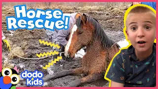 Trapped! Friends Save A Wild Horse Stuck In Mud | Rescued! | Dodo Kids