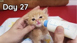 ASMR Baby Kittens Bottle Feeding - Baby Kittens Growing Up Day 27