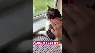 Кот думает о жизни, Буба 😊