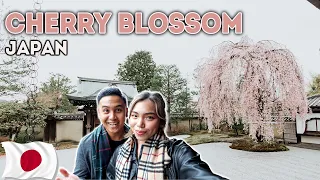 THIS is what Cherry Blossom is like in Japan 🌸 Travelling Kyoto in 2023