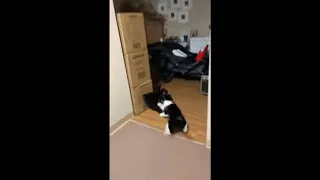 Guy Panics When Two Cats Starts To Fight Then Runs After Them to Bedroom