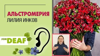 Универсальный цветок: альстромерия { СУРДОПЕРЕВОД } Перуанская лилия или лилия инков