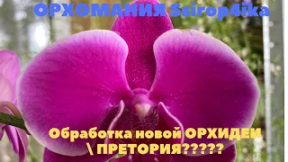 Обработка новой ОРХИДЕИ  ПРЕТОРИЯ?????