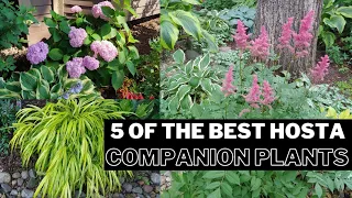 The BEST 5 Hosta Companion Plants for Your Shade Garden... AND a BONUS! 🍃 shade perennials 🌱