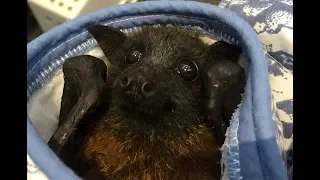 Rescuing a juvenile flying-fox in a light well:  this is Pebbles