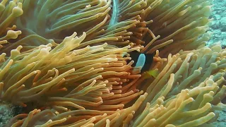 breathtaking dive in raja ampat to sea in water and fish swimming