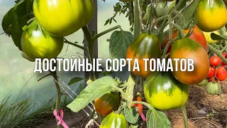 Обзор томатов маленького парника. Июль 2023