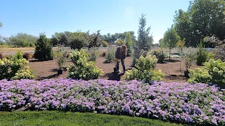 Still Planting in 100+ Degree Heat! 🥵 Beautiful Purple Blooming Plants! 🌿💜 // Garden Answer