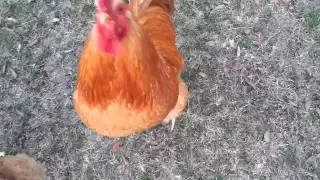 Sweet rooster giving treats to his hens