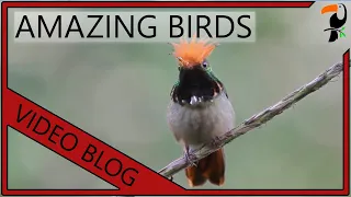 Amazing Birds - Tropical Birds Video