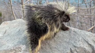 Facts About North American Porcupine