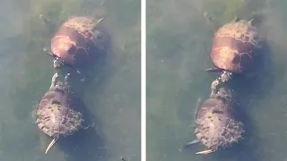 Pair Of Turtles Have Playful Slapping Fight!