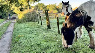 (4K HDR) Relaxing Autumn Nature Walking English Countryside Walk #earlymorningwalk