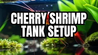 How to create the perfect cherry shrimp habitat