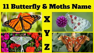 ABCs of Butterflies & Moths | 11 Butterfly & Moths Name Start with X,Y&Z English Vocabulary Part-21