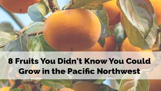 8 Fruits You Didn't Know You Could Grow in the Pacific Northwest (and Vancouver Island)