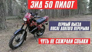 ЗиД 50 Пилот. Первый выезд после долгого перерыва. Чуть не сожрали собаки.