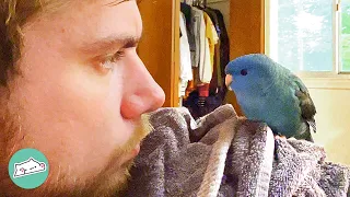 Small Parakeet Gets All In Guy's Business. He Didn't See It Coming!