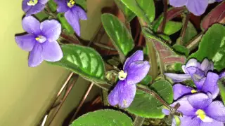 African Violet Care: How to get more blooms