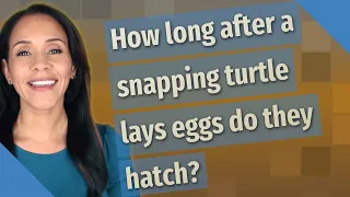 How long after a snapping turtle lays eggs do they hatch?