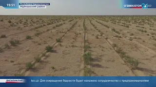 Создание лесных насаждений на дне осушенного Арала