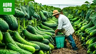 The Most Modern Agriculture Machines That Are At Another Level:From Planting to Harvesting Cucumbers