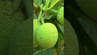 The Marvels of Breadfruit: 5 Facts That Will Amaze You