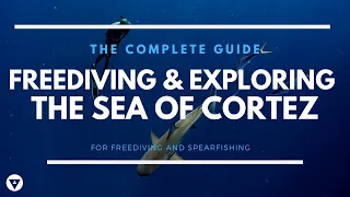 The Complete Guide | Freediving And Exploring The Sea Of Cortez