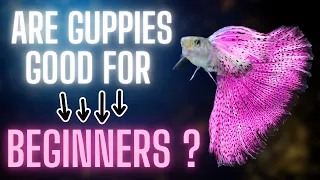 Guppy Fish Care - Are Guppies Good for Beginners - 6 Things to Consider