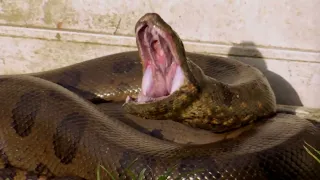 The Anaconda is a Heavyweight of Snakes   Nat Geo Wild!UTubeAnimalTv!