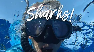 How To Get Over Your Fears!? Swim with Sharks NO CAGE!