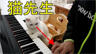 猫先生の厳しすぎるピアノレッスン