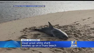 Great White Shark Found Dead On Cape Cod Beach