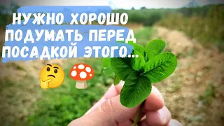 ☘️Белый клевер в качестве сидератов. Плюсы, минусы