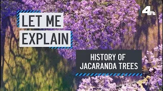 Let Me Explain: Jacaranda Trees | NBCLA