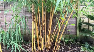 Phyllostachys vivax ‘Aureocaulis’ update - June 4th, 2024