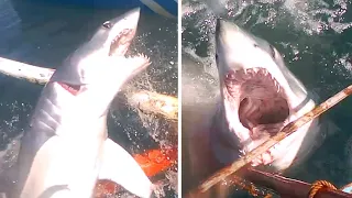 MAKO SHARK! Talagang Matatakot ka dito! Ganito ka Bangis ang Pating kayang Pumutol ng Kahoy