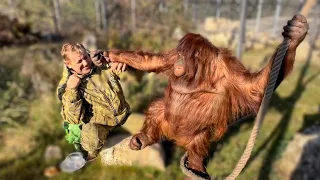Орангутан Дана превратилась в ОЧЕНЬ СИЛЬНУЮ обезьяну!