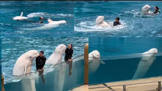 Beluga Whale Show💞Hakkejima Sea Paradise #2🇯🇵