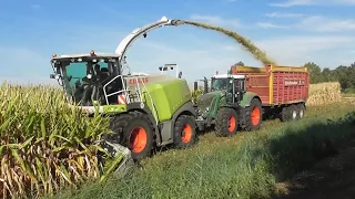 Oude Bekke chopping corn