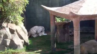 White Tigers Mating in Lanza Zoo