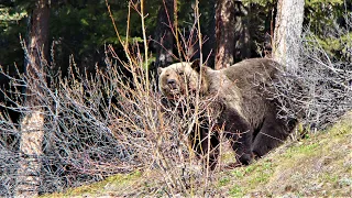 A grizzly bear loses her cubs......nature's cruel beauty.