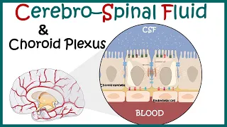Cerebrospinal Fluid ( CSF) and the choroid plexus | Anatomy of Choroid plexus | function of CSF