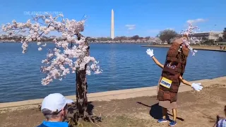 So long, Stumpy: Iconic DC cherry tree among over 100 to be cut down