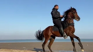 ذيب السرايا - الخيل العربي - مالك الهزاع