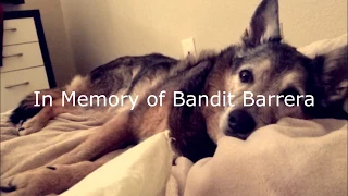 Bandit 2017