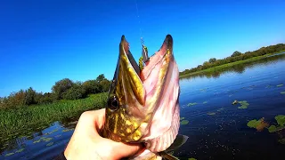 PIKE FISHING IN AUTUMN on the RIVER | OVERVIEW OF Lures from FISH MAGNET