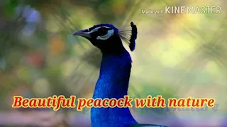 🌹Beautiful peacock with nature//most beautiful peacock with music //peacock wallpaper // images 🌹